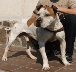 picture of dog