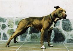 picture of dog