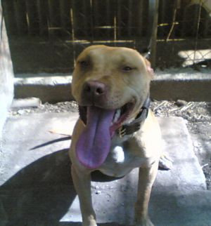picture of dog