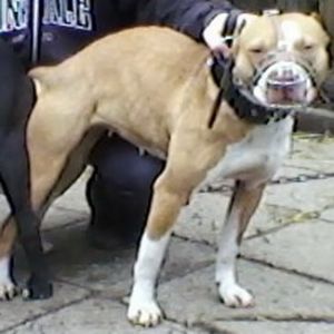 picture of dog