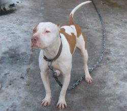 picture of dog