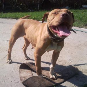 picture of dog