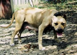picture of dog