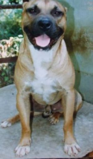 picture of dog