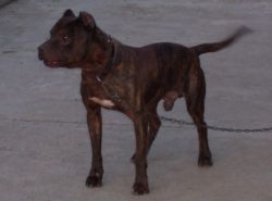 picture of dog