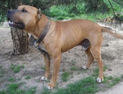 picture of dog