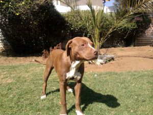picture of dog