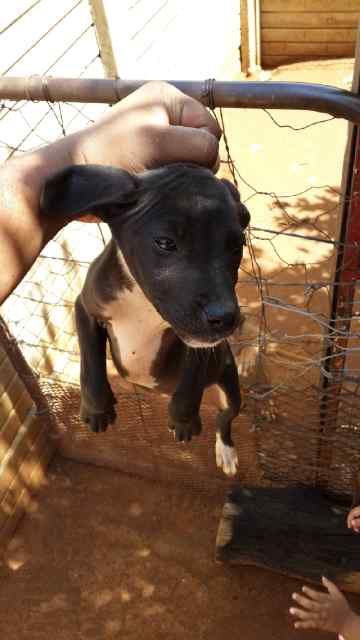 picture of dog