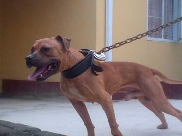 picture of dog
