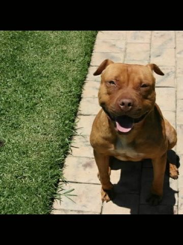 picture of dog