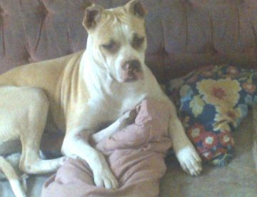 picture of dog