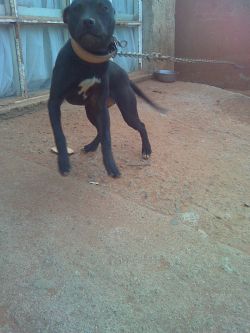 picture of dog