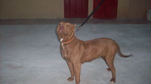 picture of dog