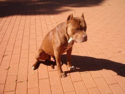 picture of dog