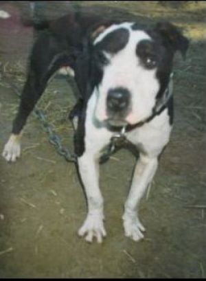 picture of dog