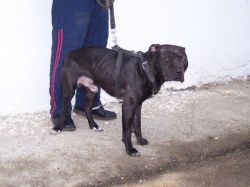 picture of dog