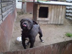 picture of dog