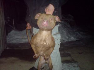 picture of dog