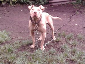 picture of dog