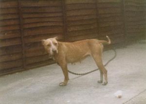 picture of dog