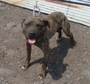 picture of dog