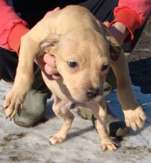 picture of dog
