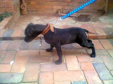 picture of dog