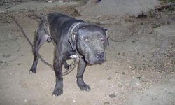 picture of dog