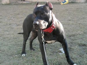 picture of dog