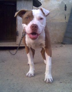picture of dog
