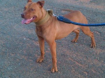 picture of dog