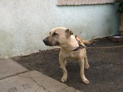 picture of dog