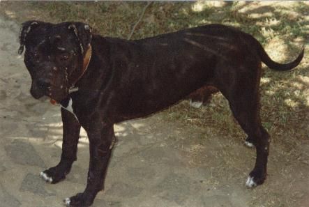 picture of dog