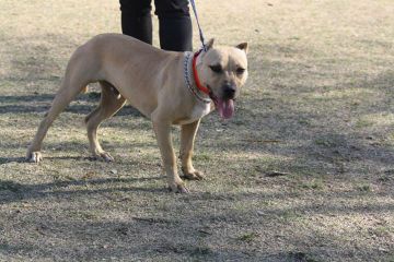 picture of dog