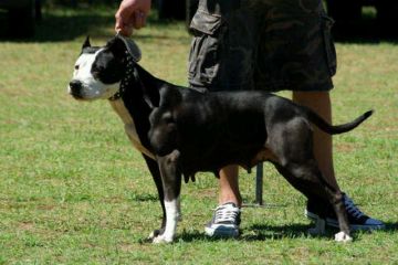 picture of dog