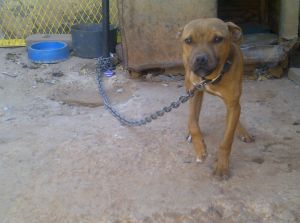 picture of dog