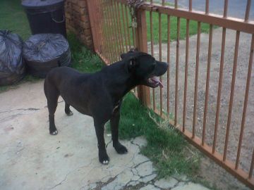 picture of dog