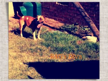 picture of dog
