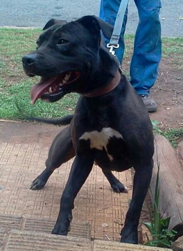 picture of dog