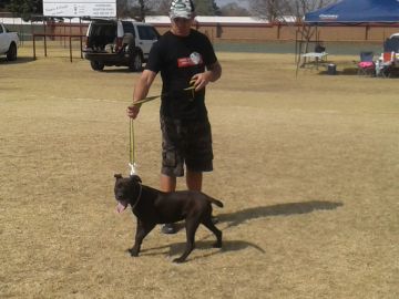 picture of dog
