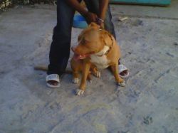 picture of dog