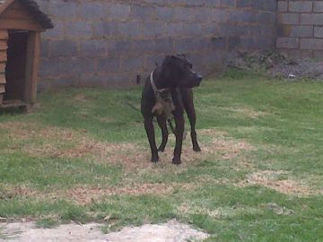 picture of dog