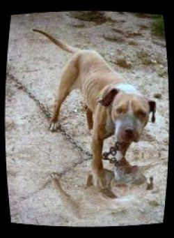 picture of dog