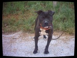 picture of dog