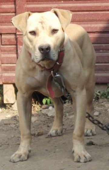 picture of dog