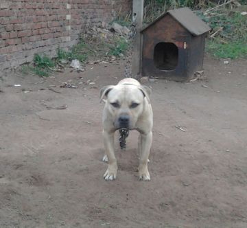 picture of dog
