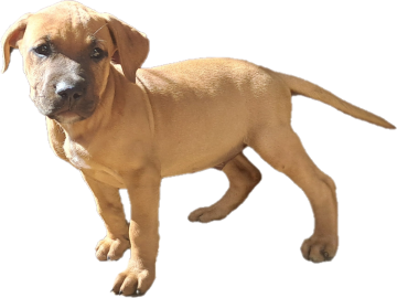 picture of dog