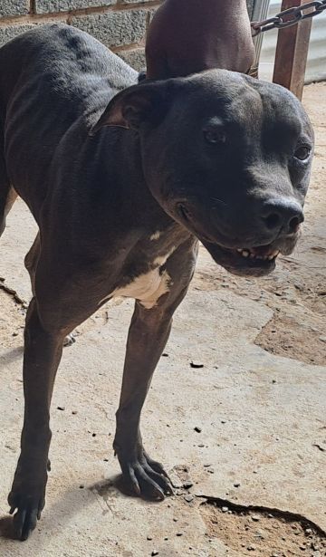 picture of dog