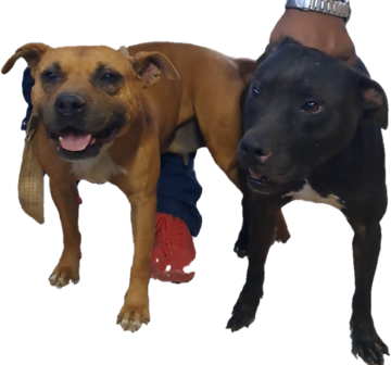 picture of dog