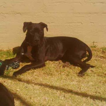 picture of dog